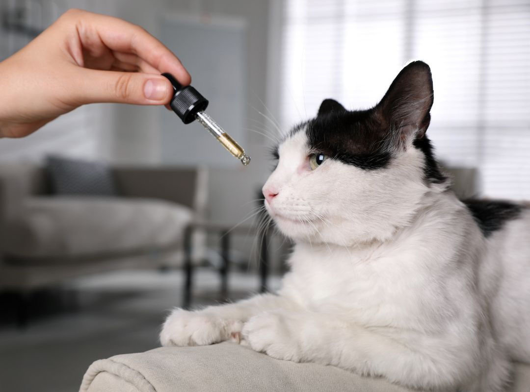 a hand holding a dropper over a cat