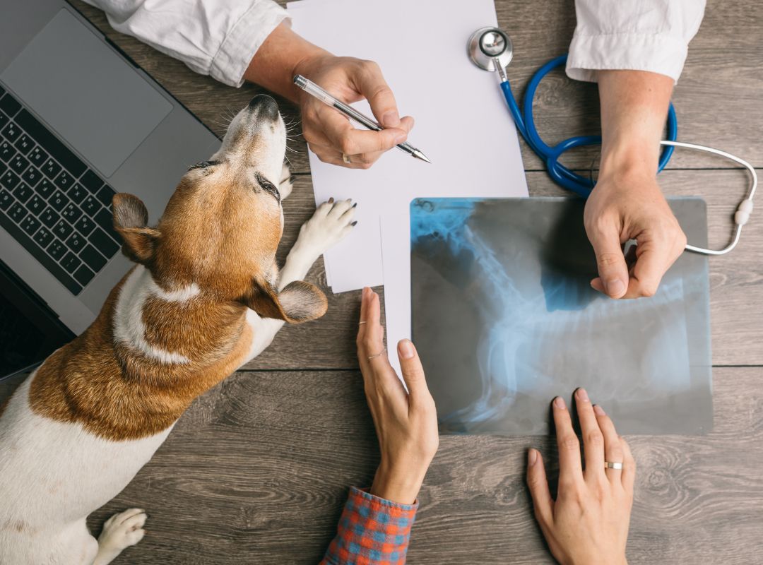 a dog looking at x-ray