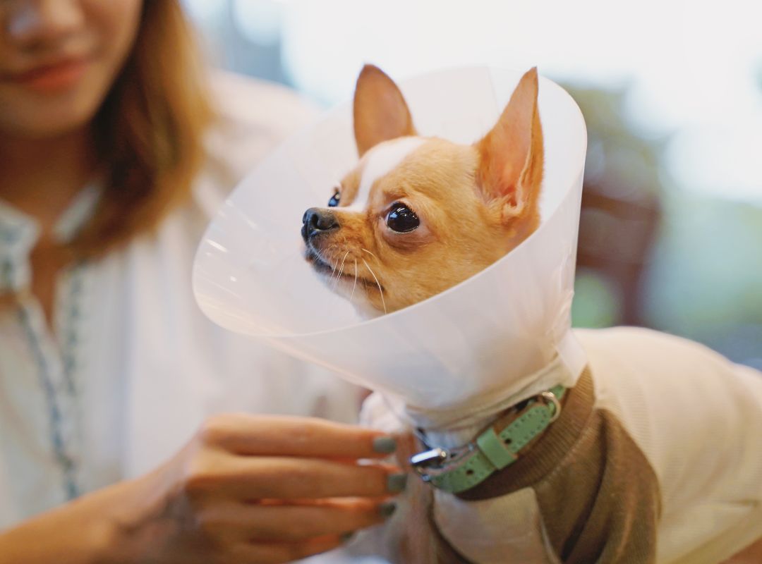 a dog wearing a cone around its neck