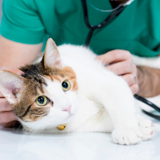 Pet Anesthesia and Patient Monitoring