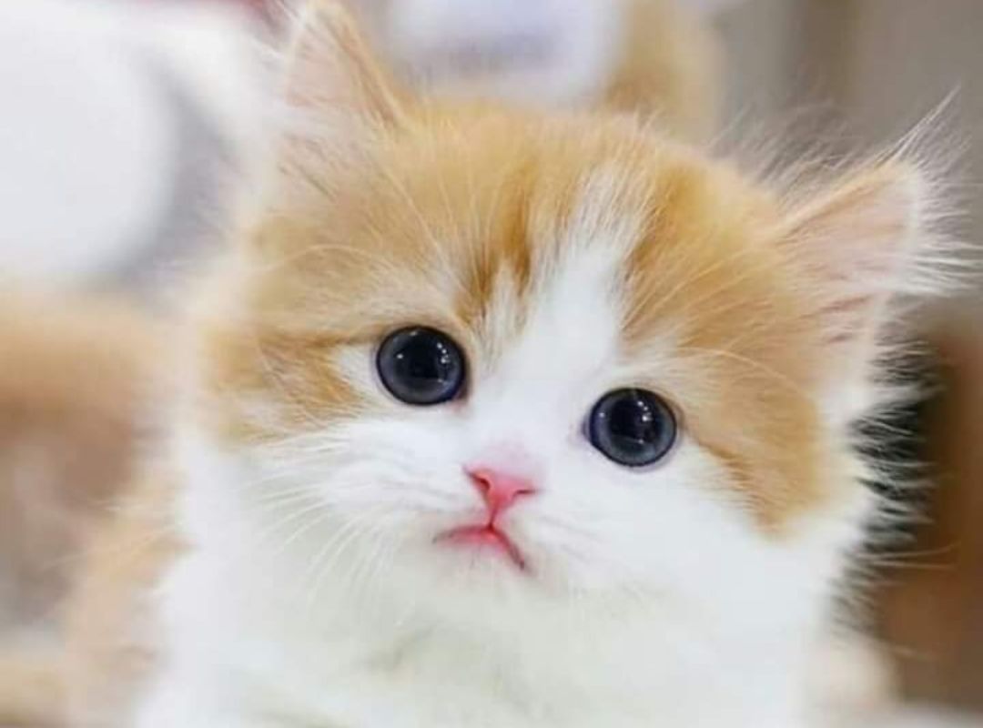 a cute cat